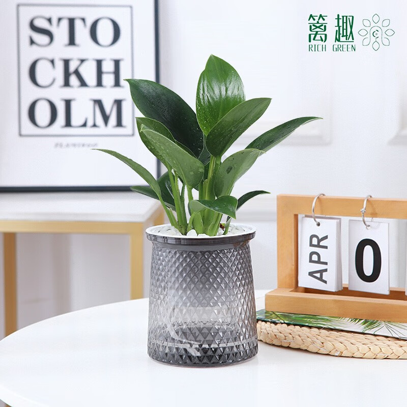篱趣绿植花卉发财树绿萝栀子花富贵竹室内桌面懒人好养绿植开花盆栽 【金钻】轻奢吸水盆