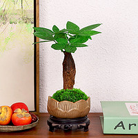 钧月窑发财树小盆栽室内植物客厅摆件办公室桌面花卉绿植盆景好养易活