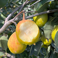 新疆库尔勒香梨新鲜当季水果梨产地5斤直发