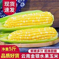 中鲜生 云南水果玉米 可生吃火锅食材 5斤 约5-8根