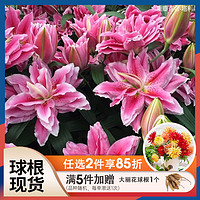 虹越重瓣香水百合东方种球根四季花卉大球室内外种植多苞泽塔