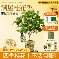 花点时间 四季桂盆栽阳台庭院浓香型花卉植物树苗绿植