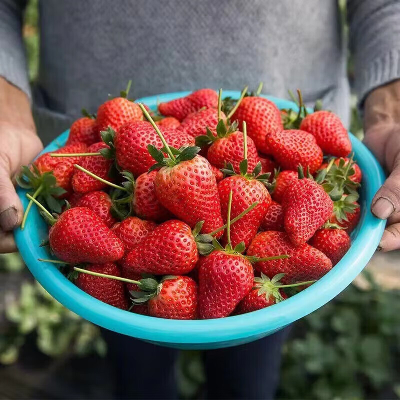 柚琳大凉山奶油草莓 不支持多地址 下单拍2份发净重4.5斤 单果8-15g 2.5斤净 重2.25斤（单果8-15g） 心选草莓