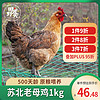 田野尽头 老母鸡1kg 500天散养土鸡肉溜达鸡，