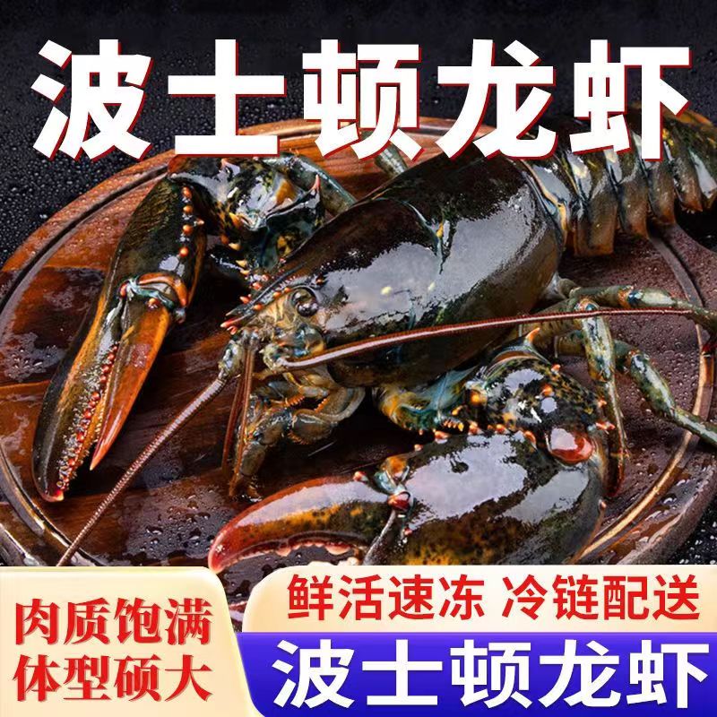 蟹锦记波士顿龙虾特大龙虾 海鲜水产 鲜活冷冻波斯顿龙虾 波士顿龙虾 1只装  4.5-5斤 1条装 单条6-6.3斤