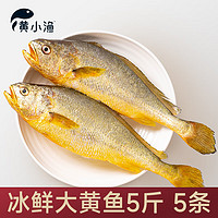 黄小渔BAP认证【冰鲜】黄花鱼5条5斤 生鲜鱼类 宁德大黄鱼  源头直发