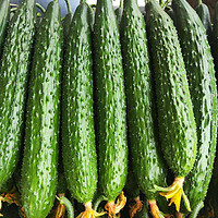 88VIP：寿禾 绿心黄瓜种子蔬菜种籽200粒孑菜种菜籽蔬菜青瓜密刺老品种