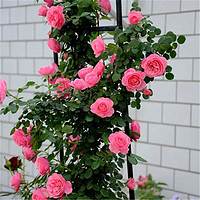 若绿 欧洲月季花苗  攀援爬藤本月季盆栽花卉庭院阳台花墙攀爬 欧月 粉达  小苗