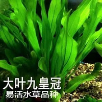 时光田野水族箱套餐造景水榕金钱绿菊蜈蚣草莫斯好养增氧装饰水草 大叶九冠20厘米左右两颗（送沉底杯）