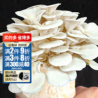 寿禾 平菇种子蘑菇家庭种植菌包自种可食用菌子 纯白平菇菌包 1个约1kg/大号