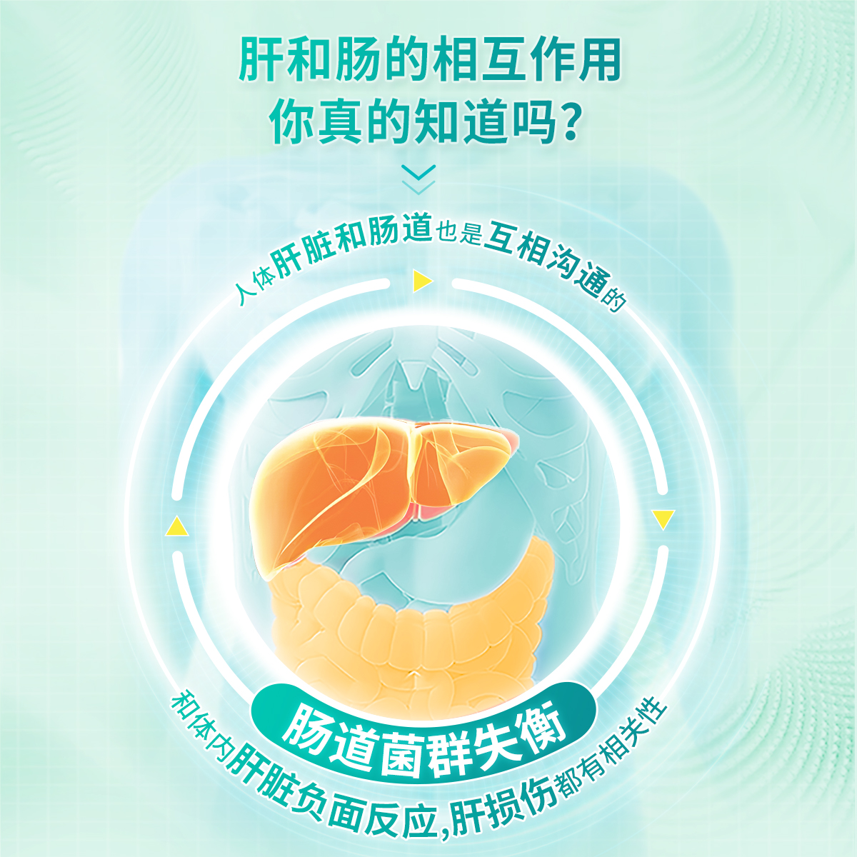 Culturelle康萃乐护肝养肝益生菌胶囊30粒熬夜喝酒高油饮食脂肪肝