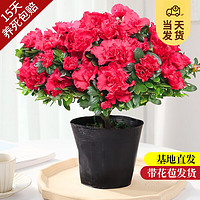 KaiShiguo Plants 开时果 杜鹃花盆栽（带花苞发货）四季开花苗室内花卉绿植鲜花植物盆景 大号红色+原生袋（28-35cm）