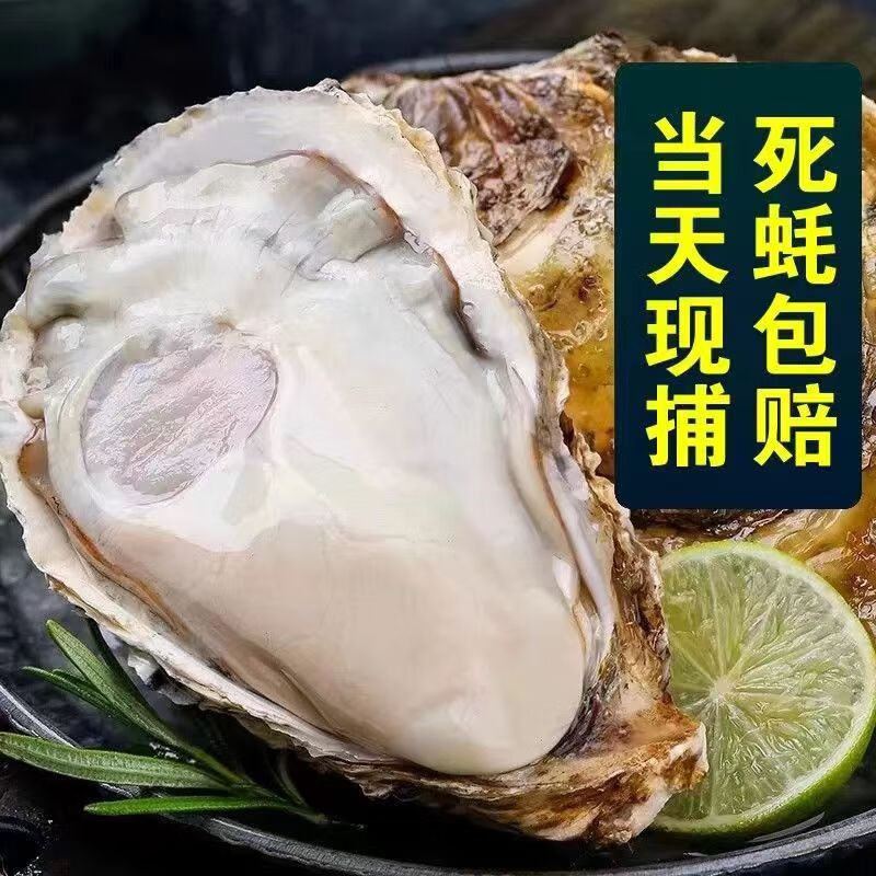 特大号 ！源头直发！正宗  乳山生蚝 5XL 5斤装 （带官方溯源防伪标识、死蚝包赔）