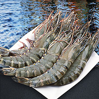 星龙港 特大号老虎虾 鲜活速冻海鲜水产 黑虎虾（15头）500g*2盒15-16cm