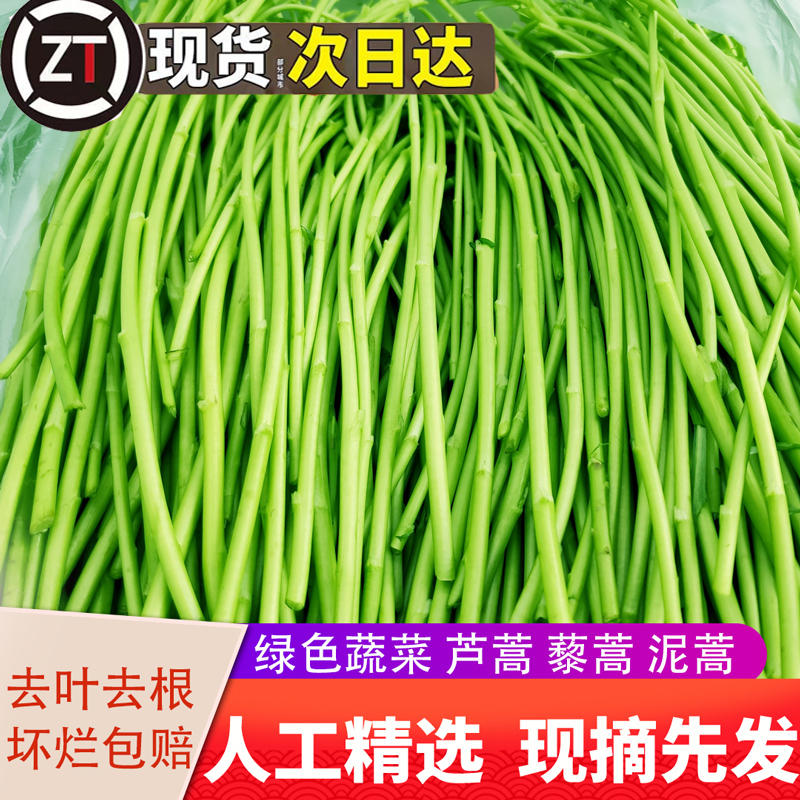 当季芦蒿 新鲜篱蒿3斤去根去叶黎蒿新鲜蔬菜野菜藜蒿鲜嫩泥蒿茼蒿