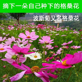  波斯菊种子【约500粒】