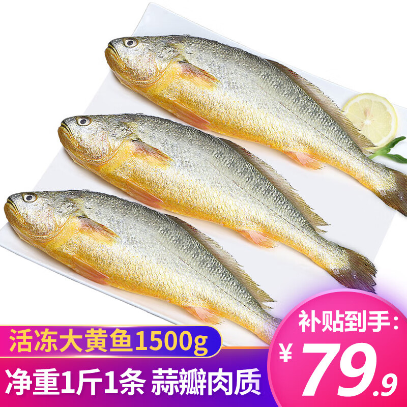 滋百尚 活冻黄花鱼1500g 冷冻大黄鱼 共3条 海鲜水产 烧烤食材