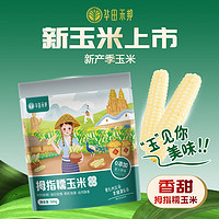 华田禾邦 云南拇指小玉米500g 零0添加儿童糯玉米 早餐代餐 手指甜黏玉米