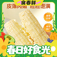 春焕新：农科玉 白糯甜玉米260g*8根