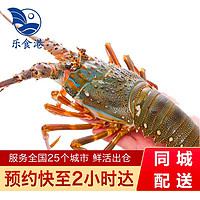 乐食港鲜活小青龙活虾青龙虾仔（5-6两/2只）海鲜水产