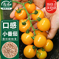 寿禾 黄色小番茄种子口感型圆果西红柿蔬菜籽 潍育黄妍小番茄种子25粒