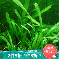 crazy aquatic plant 疯狂水草 鱼缸造景水草 6颗