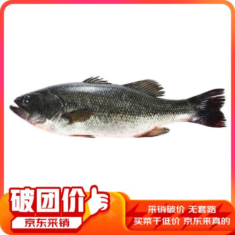 鲜京采 鲜活河鲈鱼1条 400-500g/条 （宰杀失重约15%-30%）