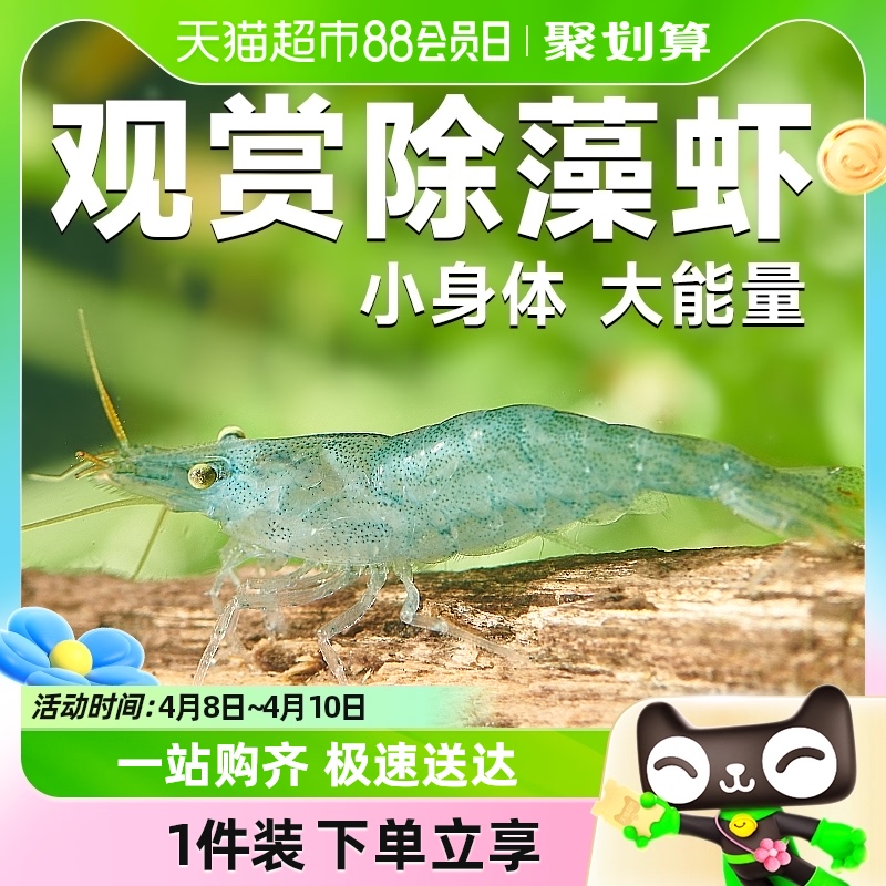 黑壳虾除藻虾大号鲜活观赏虾淡水宠物虾鱼缸清洁工具水晶虾冷水虾