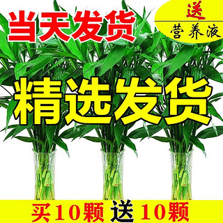 梓罗湾 富贵竹水培植物客厅招发财竹子节节高绿萝绿植盆栽花卉植物室内花