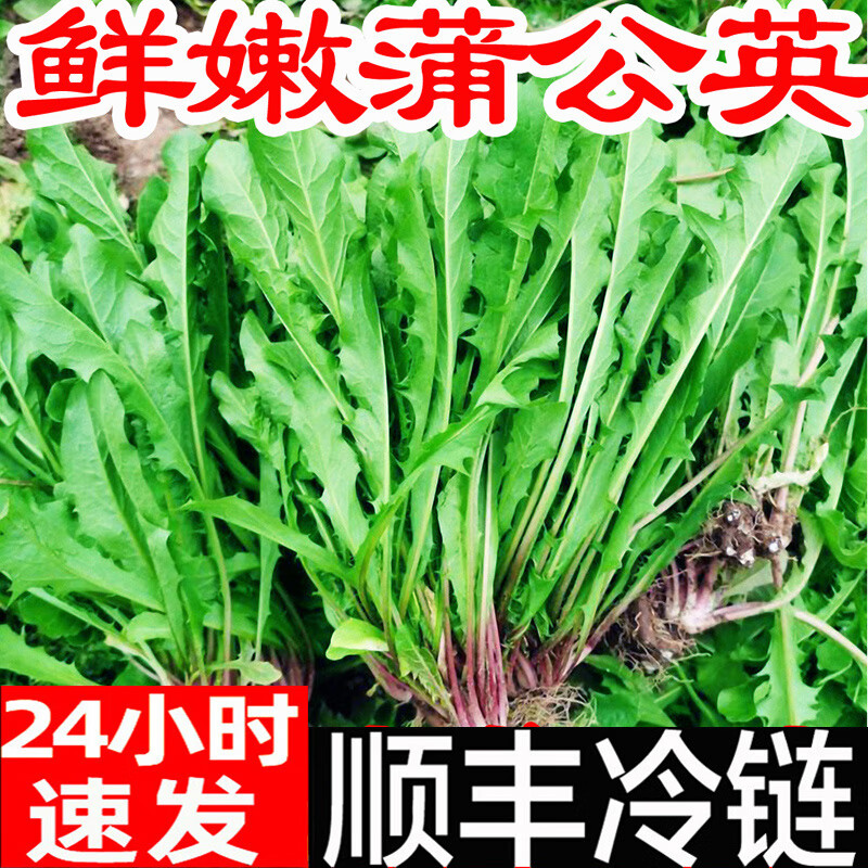 婆婆丁是什么样的菜 661742fb1652672.jpg