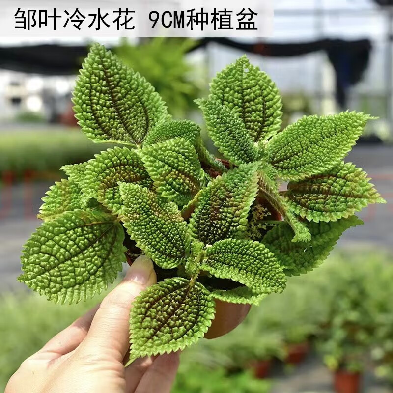 室内绿植推荐耐阴植物 6617b683ee33f8066.jpg