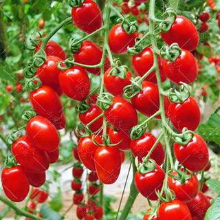 番茄 圣女果种子樱桃瀑布番茄樱桃瀑布红番茄种子