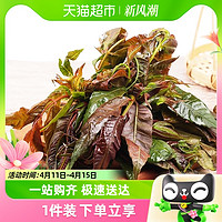新鲜头茬香椿芽蔬菜山东250g特产新鲜现摘现发绿色蔬菜