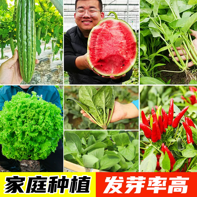 蔬菜种子种籽大全青菜种籽各种菜子种香菜生菜四季菠菜孑