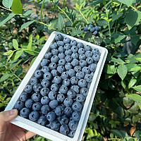 abay 新鲜蓝莓 口感新鲜水果宝宝可食用 精选蓝莓 125g*6 盒单 果14-17mm 125g*2 盒 单果 14-17mm