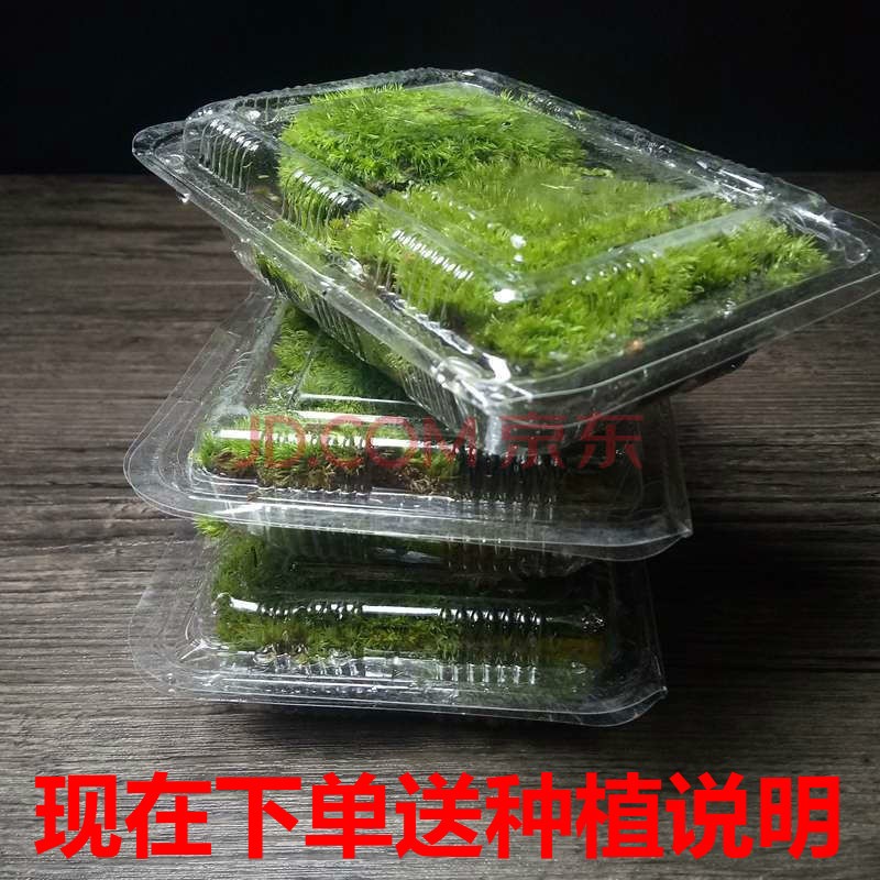 苔藓鲜活青苔白发藓微景观造景水陆缸假山盆栽迷你植物diy材料 小白发藓一盒