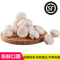旷古农业蘑菇1斤新鲜 食用菌口蘑鲜白蘑菇 口菇 轻食 500g 新鲜蘑菇