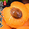 冰茜 陕西 金太阳大黄杏 3斤 （18-24个）