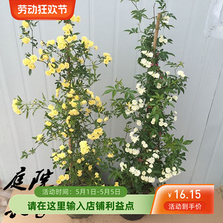 简型 黄木香花苗爬藤植物红白木香树苗大苗室内庭院四季开花木香花盆栽