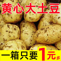 新土豆10斤/ 5斤装马铃薯黄心土豆精品土豆批发包邮
