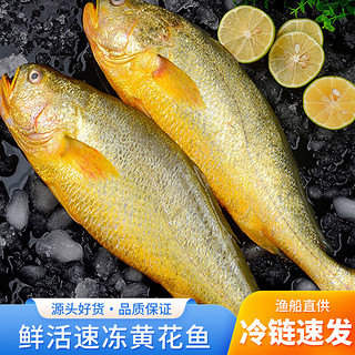 新鲜特大黄花鱼  大黄鱼（无冰）400-500克*3