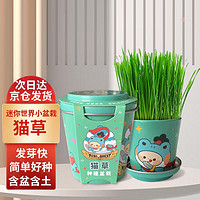 Bloom Life 匠心绽放 IAM City Farmer猫草迷你盆栽 儿童种植小盆栽diy套装绿植植物观察猫咪零食