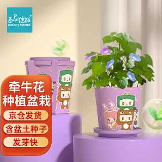 Bloom Life 匠心绽放 IAM City Farmer牵牛花迷你盆栽 儿童种植小盆栽diy套装绿植植物幼儿园观察玩具