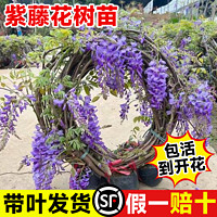 臨雅 紫藤花苗四季爬藤植物大苗長穗紫藤蘿花老樁大樹苗四季開花卉盆栽