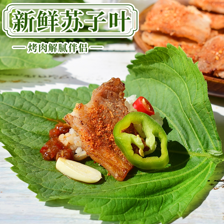 苏子叶新鲜食用包饭叶韩国烤肉紫苏叶青菜紫苏新鲜蔬菜500g