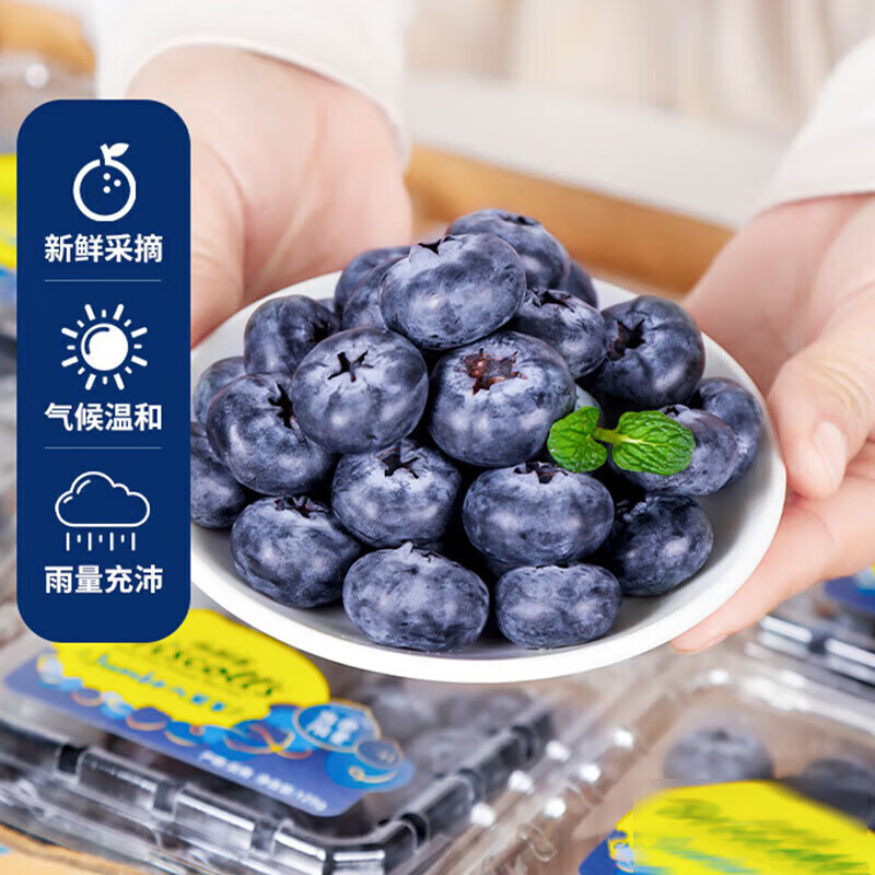橙央口感新鲜水果宝宝可食用蓝莓新鲜蓝莓 甄选蓝莓 125g*12盒单 果 12-14MM