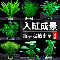 crazy aquatic plants/瘋狂水草 魚缸水草植物真草造景套餐全套陰性水草綠植裝飾蜈蚣草水榕水草