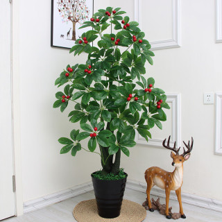 室内绿植推荐盆栽 663b85f420f055240.jpg_d320.jpg