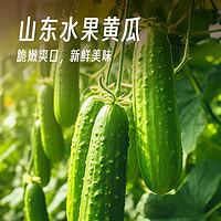 都小仙  山东寿光水果黄瓜 约5斤