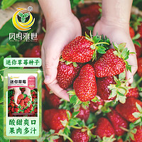 鳳鳴雅世 四季種易活草莓種籽室內蔬菜水果陽臺水果種孑迷你草莓種子500粒